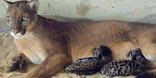 Renace la vida silvestre: nacen siete pumas en la sierra de Cerritos
