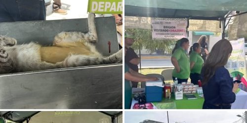 Sin lonche ni agua, dejaron a médicos esterilizando mascotas en jornada de salud municipal