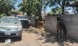 Ataque de abejas moviliza a Bomberos de Ciudad Fernández; equinos resultan afectados