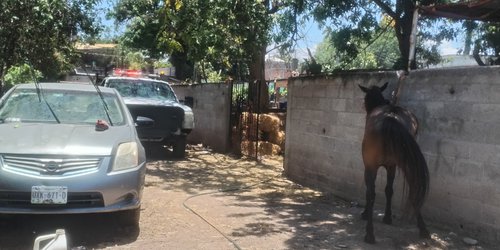 Ataque de abejas moviliza a Bomberos de Ciudad Fernández; equinos resultan afectados
