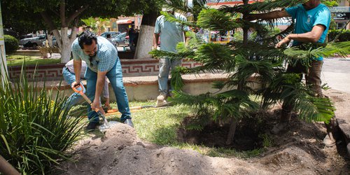 Siembran árbol conmemorativo en la Plaza Principal por el Día Nacional del Árbol
