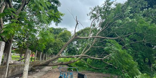 Árbol de gran tamaño cae sobre barda de secundaria y derriba cables de energía