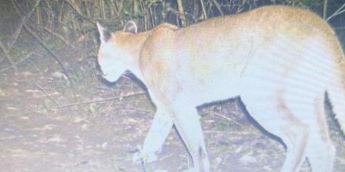 Alertan por avistamiento de puma en camino de agua buena a tambaca