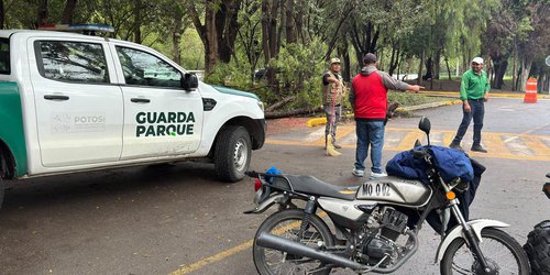 Parques Tangamanga priorizan seguridad de visitantes y anuncian reposición de árboles afectados por lluvias