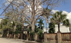 Ecología de Rioverde busca rescatar árboles urbanos afectados en la calle Zaragoza