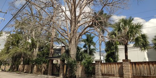 Ecología de Rioverde busca rescatar árboles urbanos afectados en la calle Zaragoza