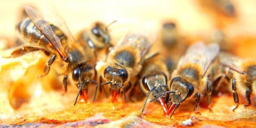 Proponen incluir el robo de abejas en el delito de abigeato en SLP