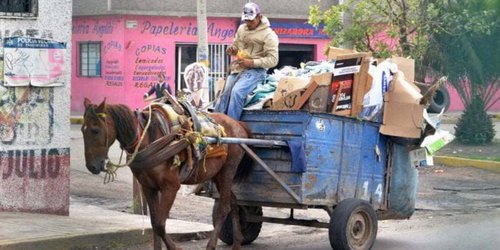 Piden cumplimiento de la ley en cuanto a prohibir el uso de animales de tiro para recoger basura