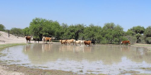 Cabildo de la capital respalda proyecto de bordos de abrevadero en beneficio del sector agropecuario