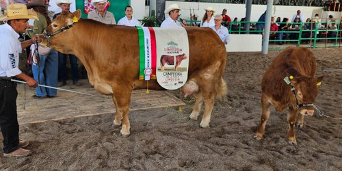 "La Comunidad" y "La Esperanza" ganan campeonatos en la exposición nacional de Limousin de FENAPO