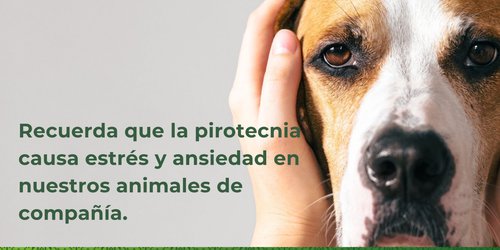 Llaman a celebrar fiestas de navidad y año nuevo sin pirotecnia