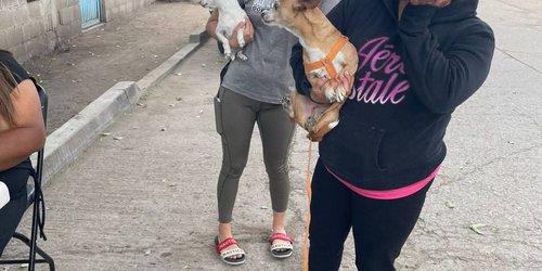 Continúa campaña de vacunación antirrábica en San Ciro de Acosta