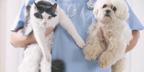 Más de 20 mil cirugías de esterilización canina y felina realizó el Centro Antirrábico en 2024