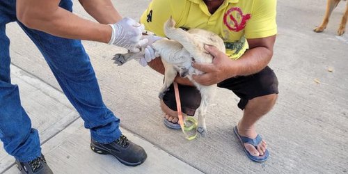 El Estado realizó más de 20 mil esterilizaciones de perros y gatos en el 2024