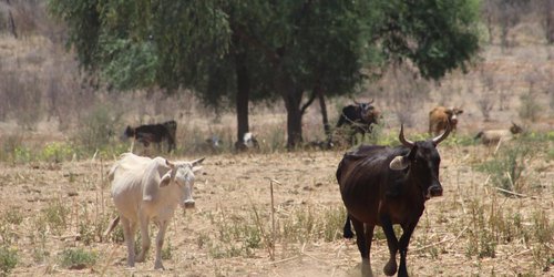 Este año habrá un estiaje prolongado, advierte Conagua