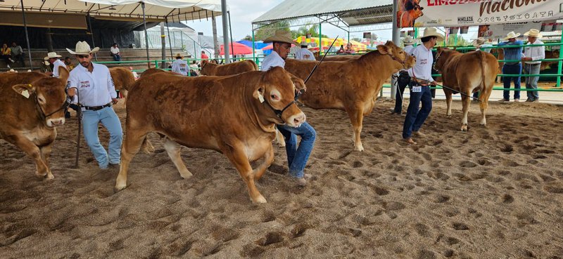 exposicion_ganadera_fenapo_limousin.jpeg