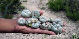 Pretenden frenar extracción ilegal de peyote y cactáceas de "Wixárika"