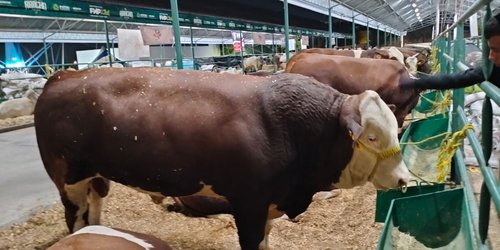 Ganado alta calidad se expondrá en la FENAPO