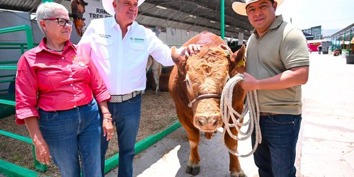 98 ejemplares de ganado limousin se exhiben este sábado en la Fenapo