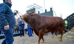 Reapertura de frontera con Estados Unidos impulsará al sector ganadero de San Luis Potosí