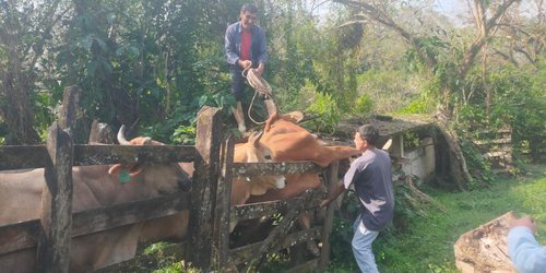 Refuerzan combate al gusano barrenador para proteger la ganadería de San Luis Potosí