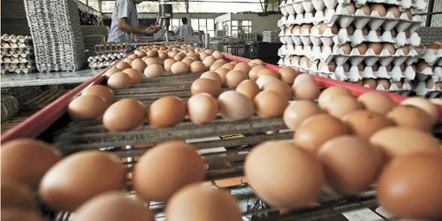 Buscan tierras para producir huevo, porcinos y nuevo invernadero