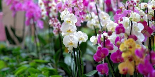 Xilitla va como invitado a XVI Festival Internacional de la Orquídea, en Coatepec, Veracruz