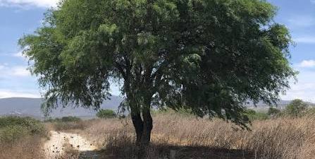 Semarnat alerta por tala ilegal de mezquite en la Zona Media