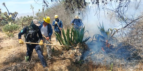 Gobierno del Estado y la Federación trabajan en el combate de incendios forestales