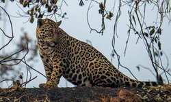 Amenazado por el fuego y la caza ilegal, el jaguar resiste en Suramérica