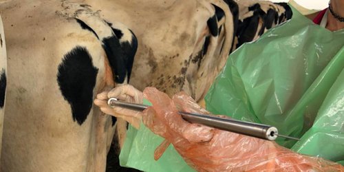 Impulsan mejora genética del ganado con programa de inseminación artificial en Santa Catarina