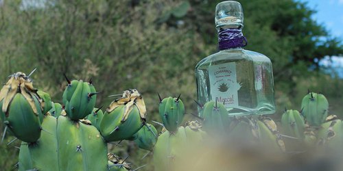 Buscan proteger e impulsar producción del mezcal en SLP