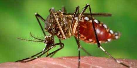 Confirma Salud tres casos de dengue no grave