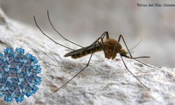 Dos muertos y 23 hospitalizadas debido a brote del virus del Nilo Occidental en España