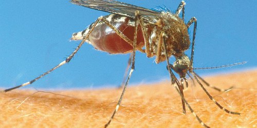 Salud sigue promoviendo acciones contra dengue, zika y chikungunya