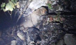 Perritos semi calcinados por el fuego viven de milagro en Cerritos