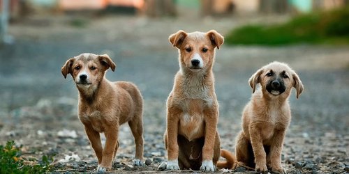 Establecerán mecanismos para evitar que perros callejeros sean sacrificados