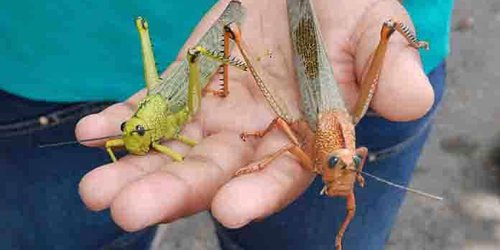 Alerta por plaga de langosta en cuatro municipios de la Zona Media