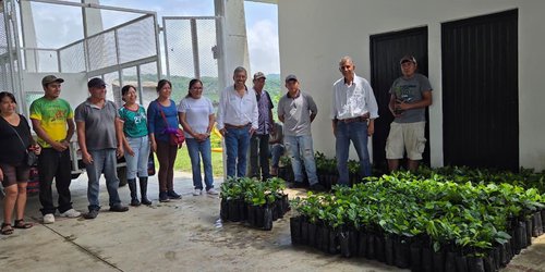 Entregan mil plantas de café a familias de comunidad tének de Tancanhuitz
