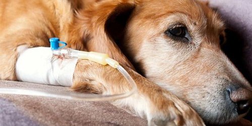 El cáncer es una de las principales causas de muerte de mascotas
