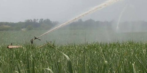 SEDARH llama a cañeros a modernizar sistemas de riego