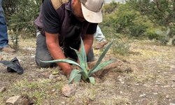 SEGAM planta 600 ejemplares y entrega 200 árboles frutales en Villa de Arriaga