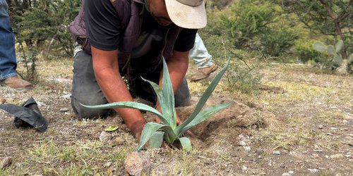 SEGAM planta 600 ejemplares y entrega 200 árboles frutales en Villa de Arriaga