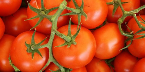San Luis Potosí, líder nacional en valor de producción de tomate
