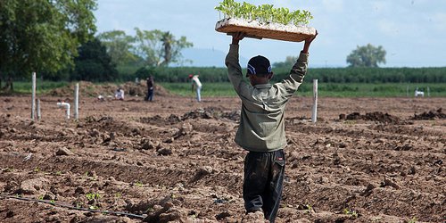 Trata de personas sobre todo en ranchos agrícolas de SLP