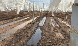 Tromba de granizo arrasa cultivos en la Capital y Villa de Arista