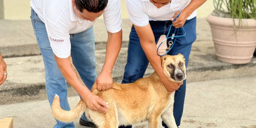 Inicia campaña de vacunación antirrábica