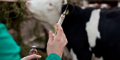 Gobierno estatal fortalece campaña contra la tuberculosis bovina