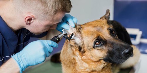 SS reconoce contribución a la salud pública de los médicos veterinarios